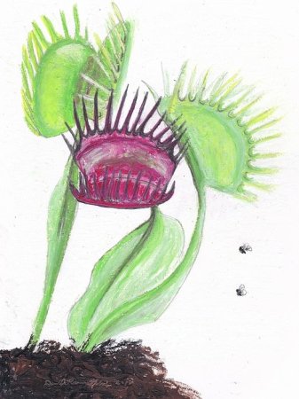 Венерина мухоловка нарисовать