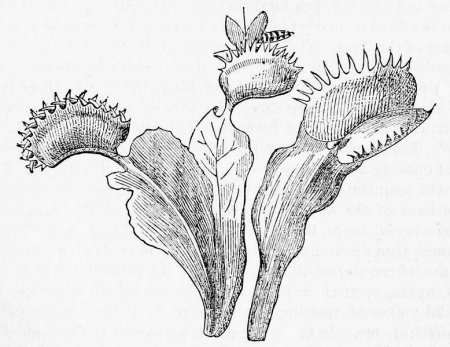Растение Венерина мухоловка