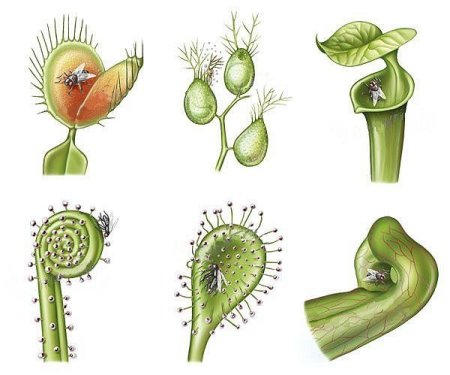 Ловчие аппараты хищных растений