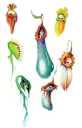 Хищные растения тату