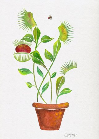 Нарисовать растение Венерина мухоловка