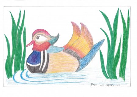 Утка Мандаринка рисунок