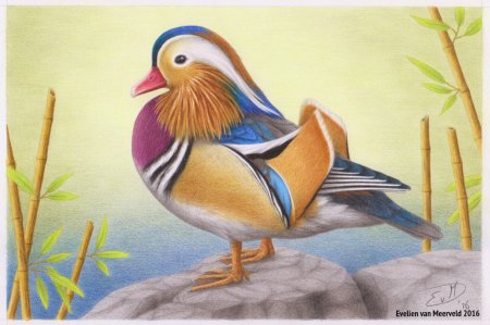 Утка Мандаринка черно белая