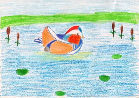 Как нарисовать утку мандаринку