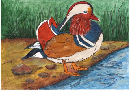 Птицы красной книги утка Мандаринка