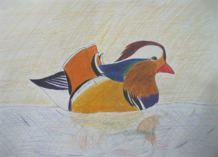 Утка Мандаринка рисунок