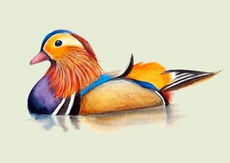 Утка Мандаринка акварелью