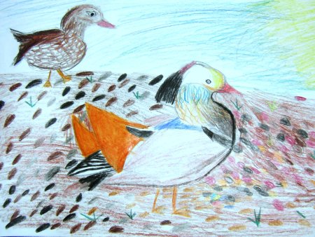 Утка Мандаринка рисунок для детей