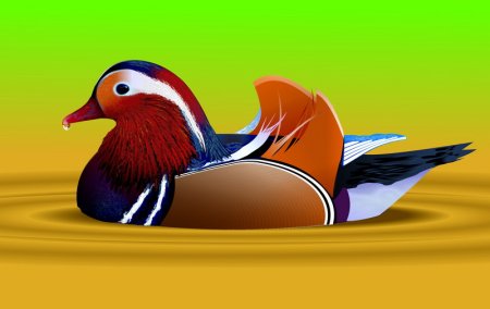 Рисунок утки мандаринки
