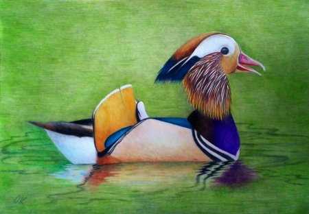 Раскрасить утку цветными карандашами