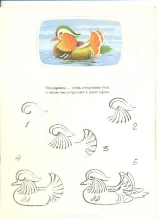 Как нарисовать утку мандаринку