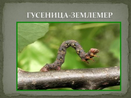 Гусеница Землемер для детей