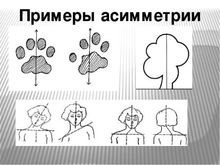 Симметрия и асимметрия рисунок