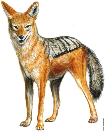 Анатомия шакала