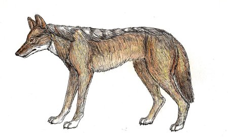 Canis lepophagus