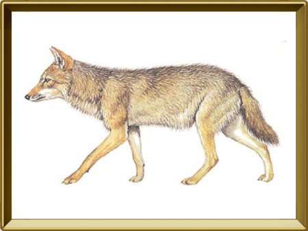 Шакал обыкновенный животные