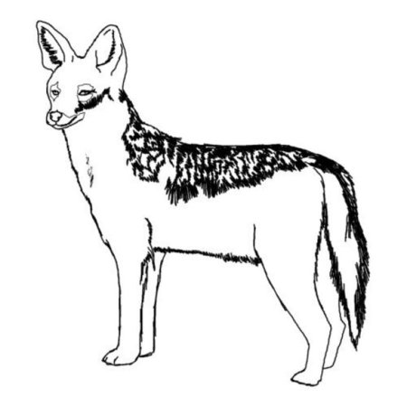 Шакал рисунок раскраска для детей