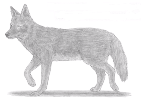 Шакал карандашом