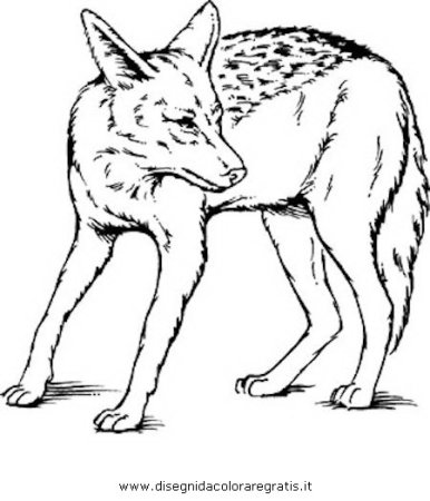 Canis lepophagus
