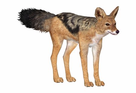 Рисуем шакала