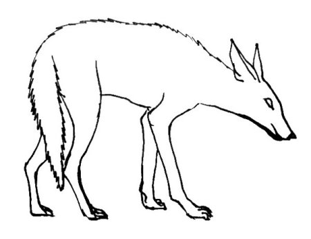 Шакал рисунок