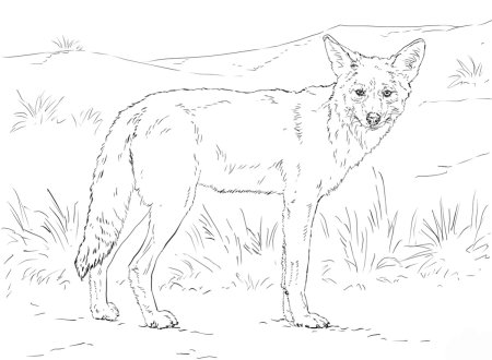 Корсак раскраска