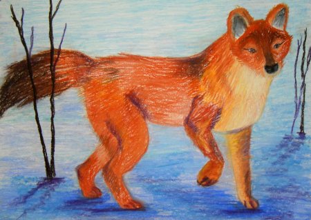 Рисунки из красной книги