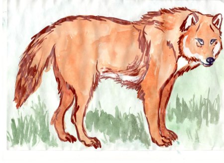 Красный волк рисунок