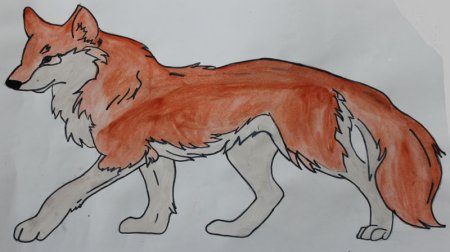 Красный волк