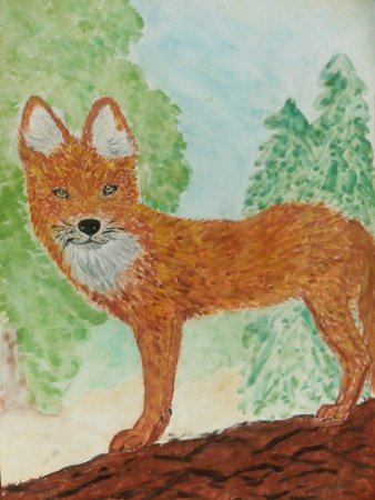 Красный волк рисунок