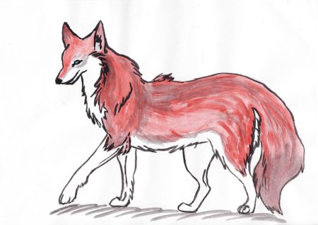 Рисуется красный волк