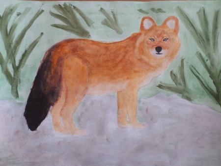 Красный волк картинки карандашом