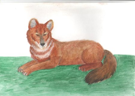 Красный волк рисунок