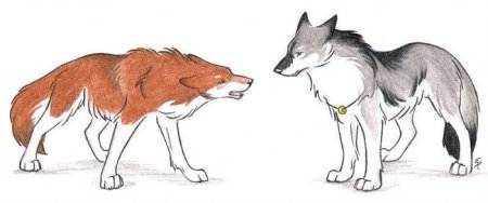 Красный волк рисунок для детей