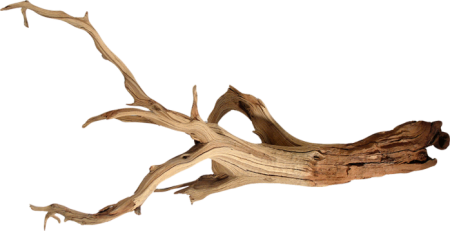 Сухая ветка дерева