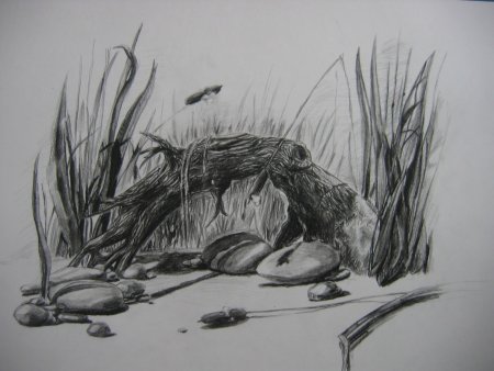 Зарисовки коряг