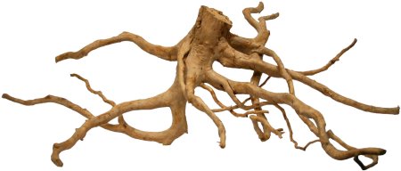 Коряга пустынная