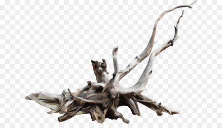 Сухая коряга