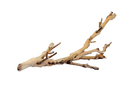 Сухие ветки