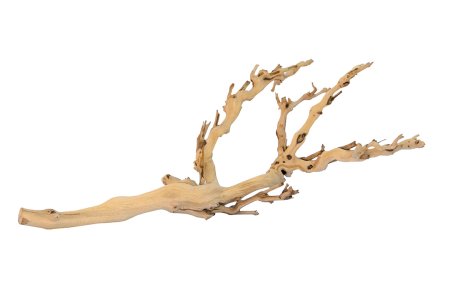 Сухие ветки