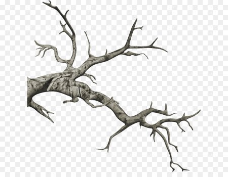 Сухая ветка дерева