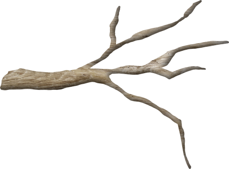 Сухие ветки