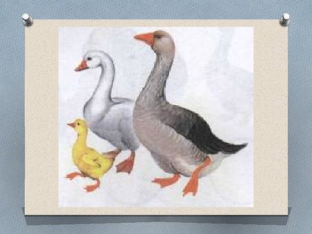 Гусь гусыня и гусята