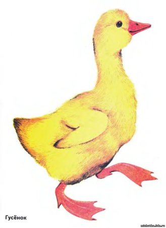 Домашние птицы для детей