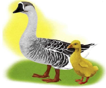 Утка на белом фоне