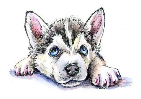 Рисунки собак хаски