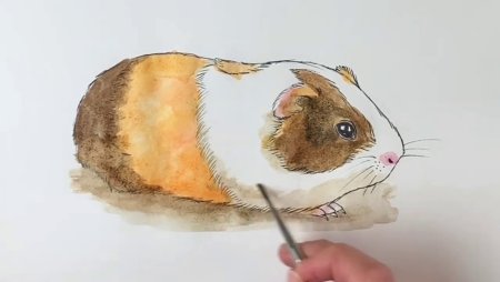 Рисовать морскую свинку