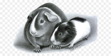 Морские свинки