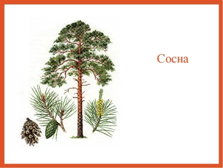 Сосна окружающий мир