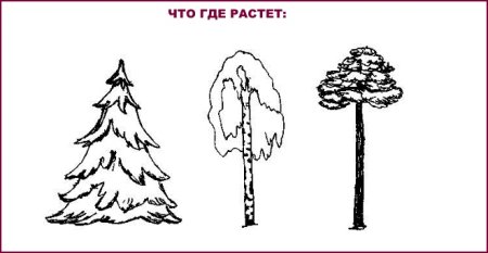 Ель и сосна раскраски для детей